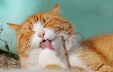 Мы и кошки