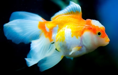 The Gold Fish